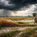 उत्तर भारत में वेस्टर्न डिस्टर्बेंस के कारण खराब मौसम और फसलों को हुआ नुकसान दर्शाता दृश्य